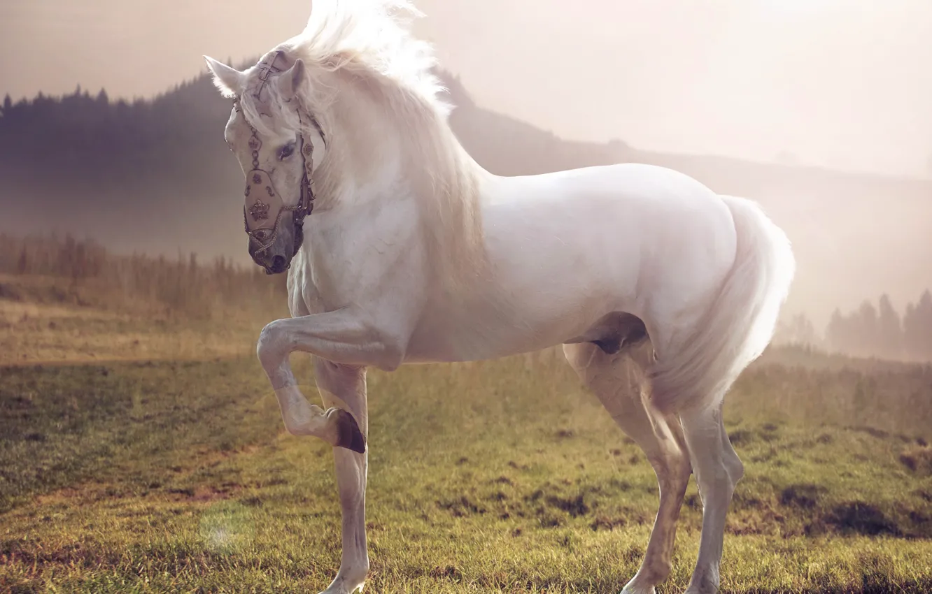 Photo wallpaper horse, Horse, white stallion