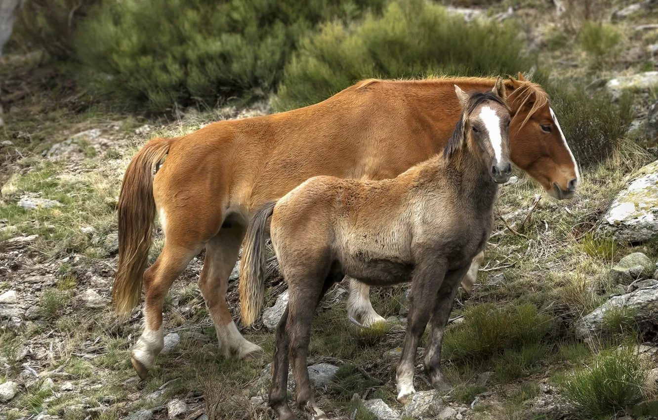 Photo wallpaper horse, horse, foal