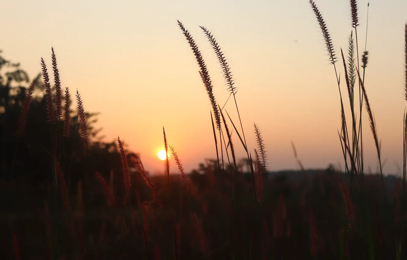 Photo wallpaper Nature, Grass, Sunset, Field