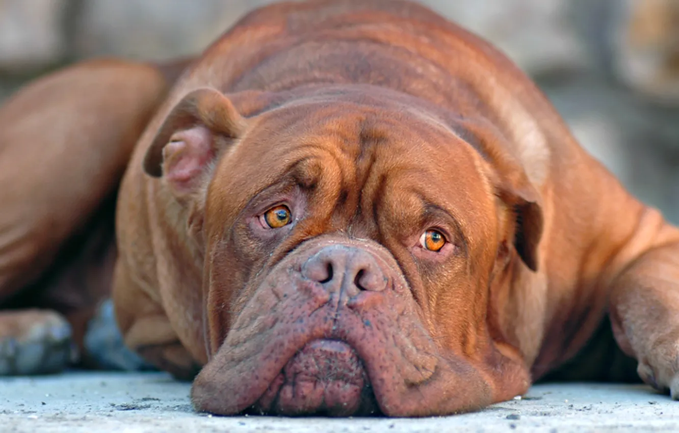 Photo wallpaper sadness, eyes, look, face