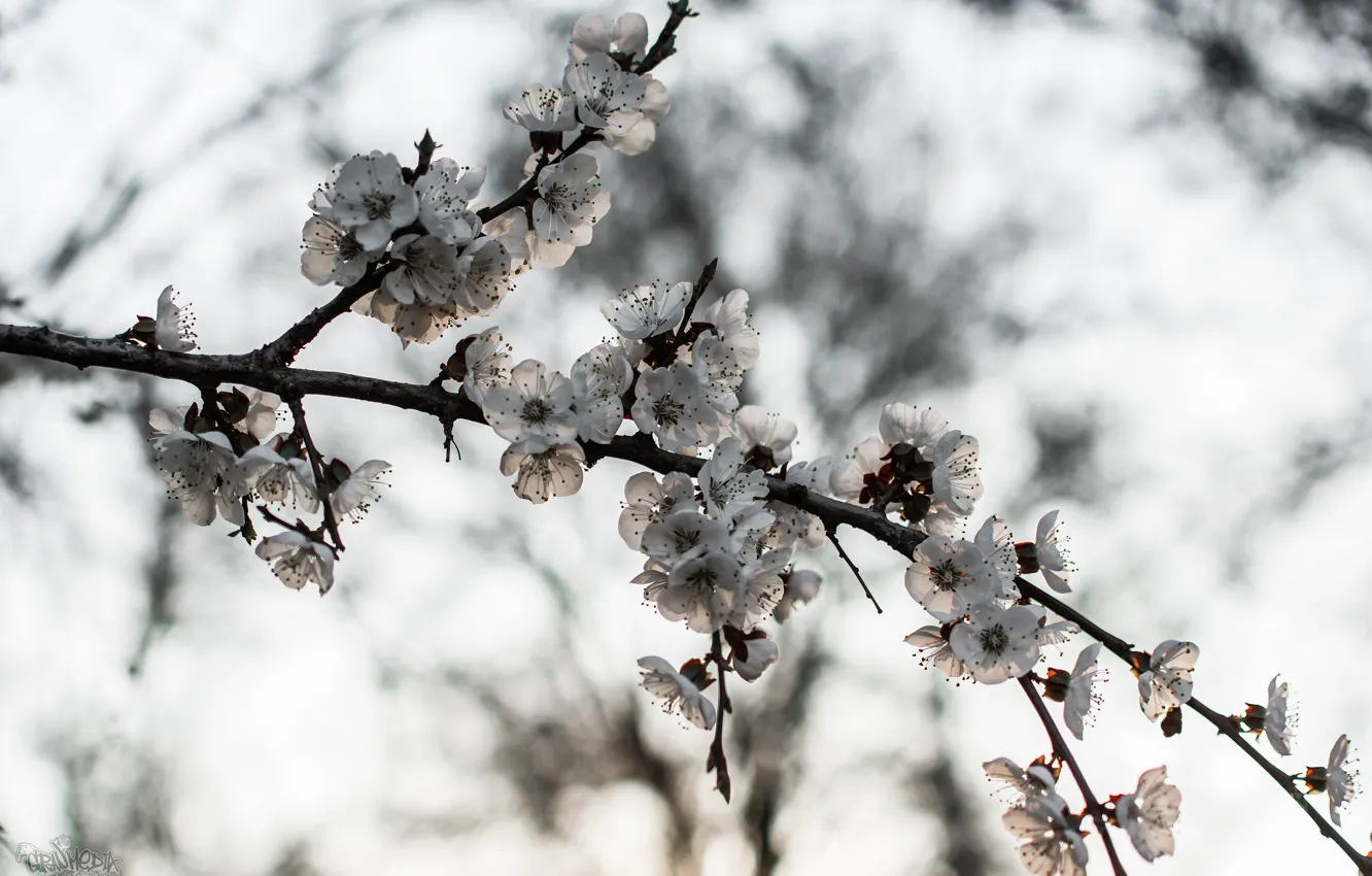 Photo wallpaper trees, branches, nature, blooms