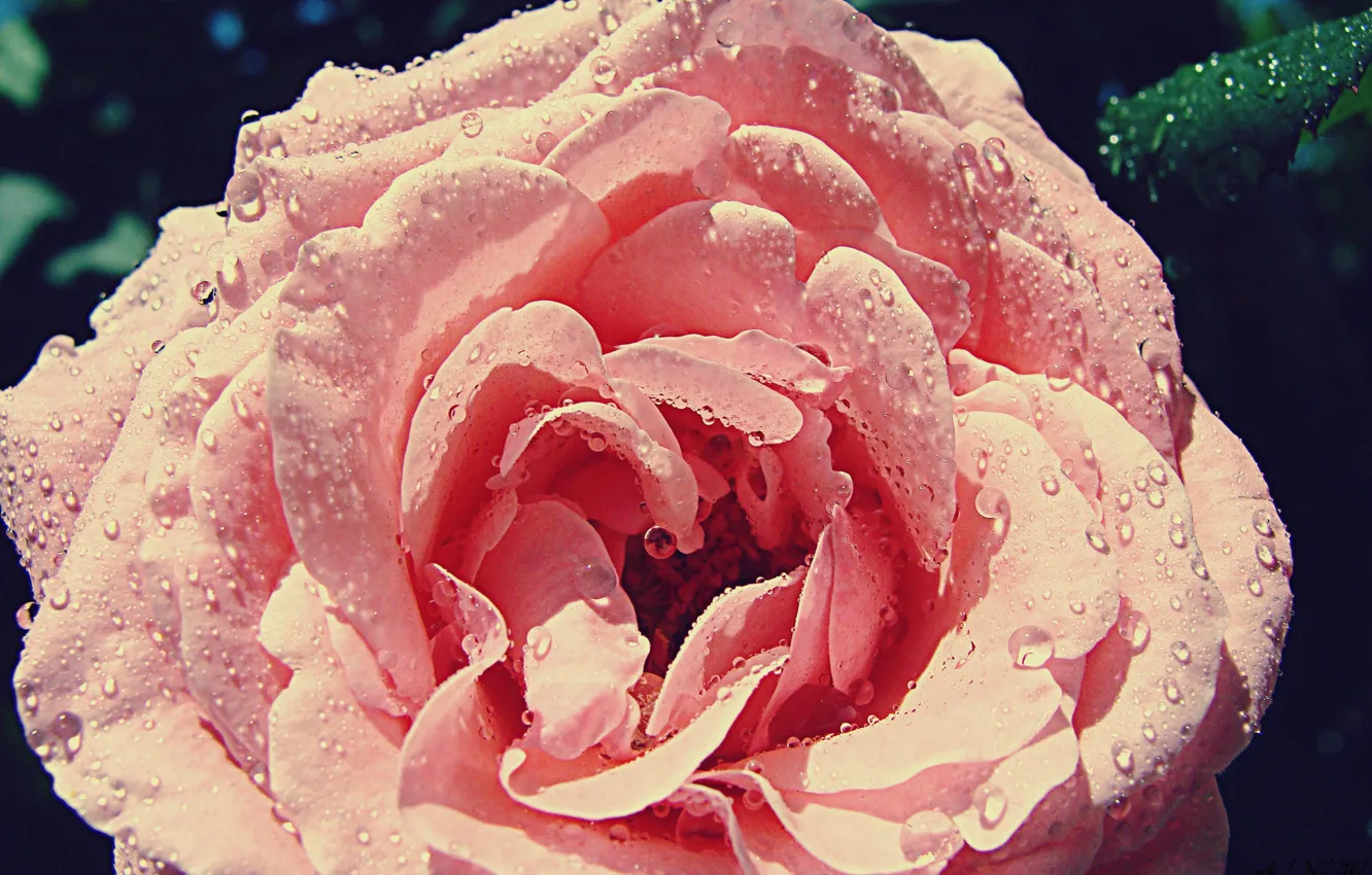 Photo wallpaper macro, flowers, Rosa, rose
