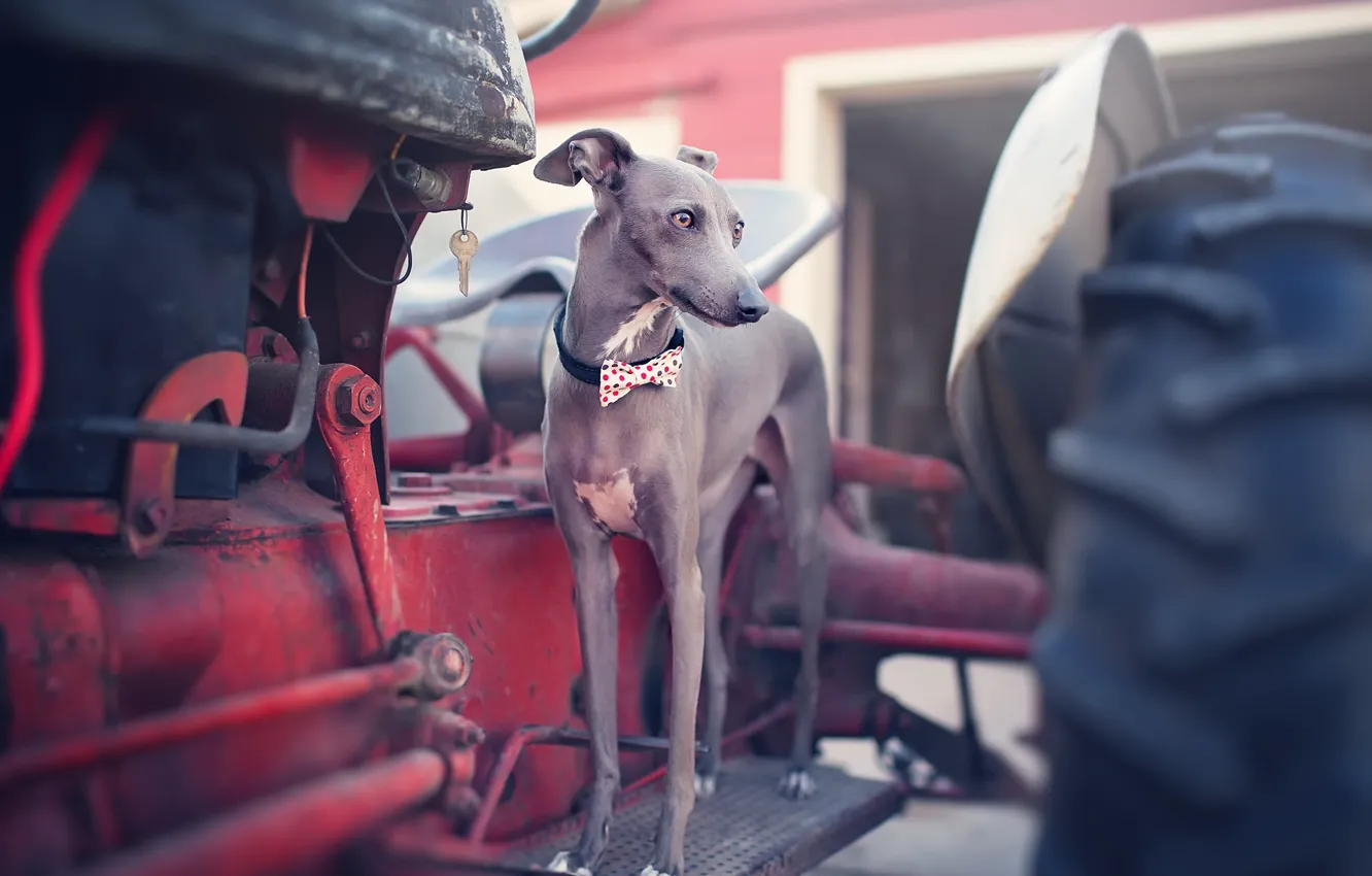 Photo wallpaper look, each, dog