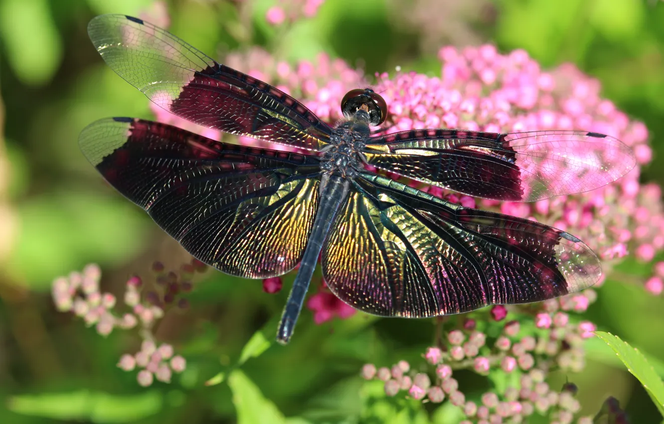 Photo wallpaper greens, summer, macro, flowers, lights, bright, Shine, dragonfly