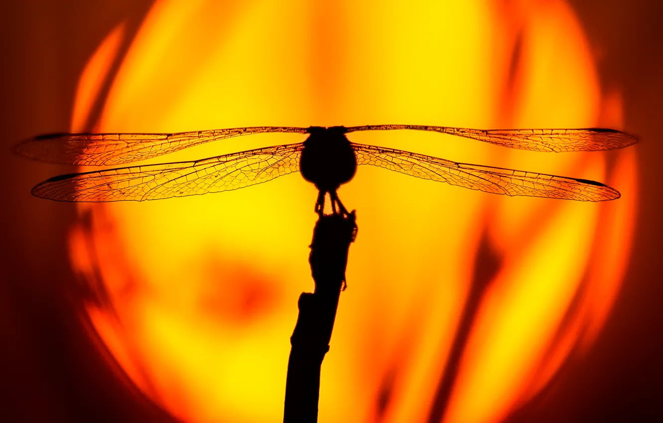 Photo wallpaper the sun, sunset, dragonfly, silhouette, insect