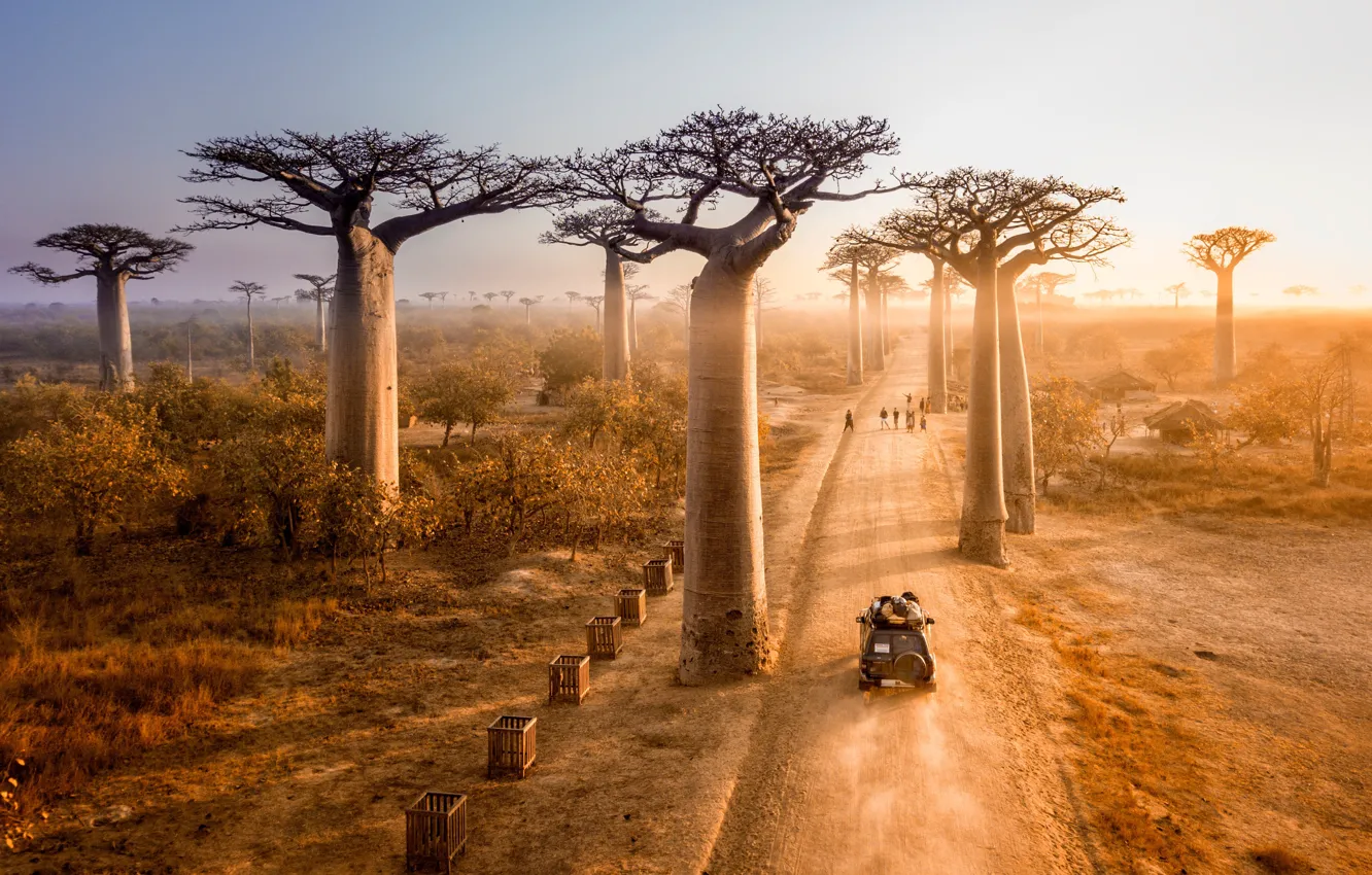 Photo wallpaper road, trees, sunset, car, sunset, Madagascar, Madagascar, Avenue of Baobabs