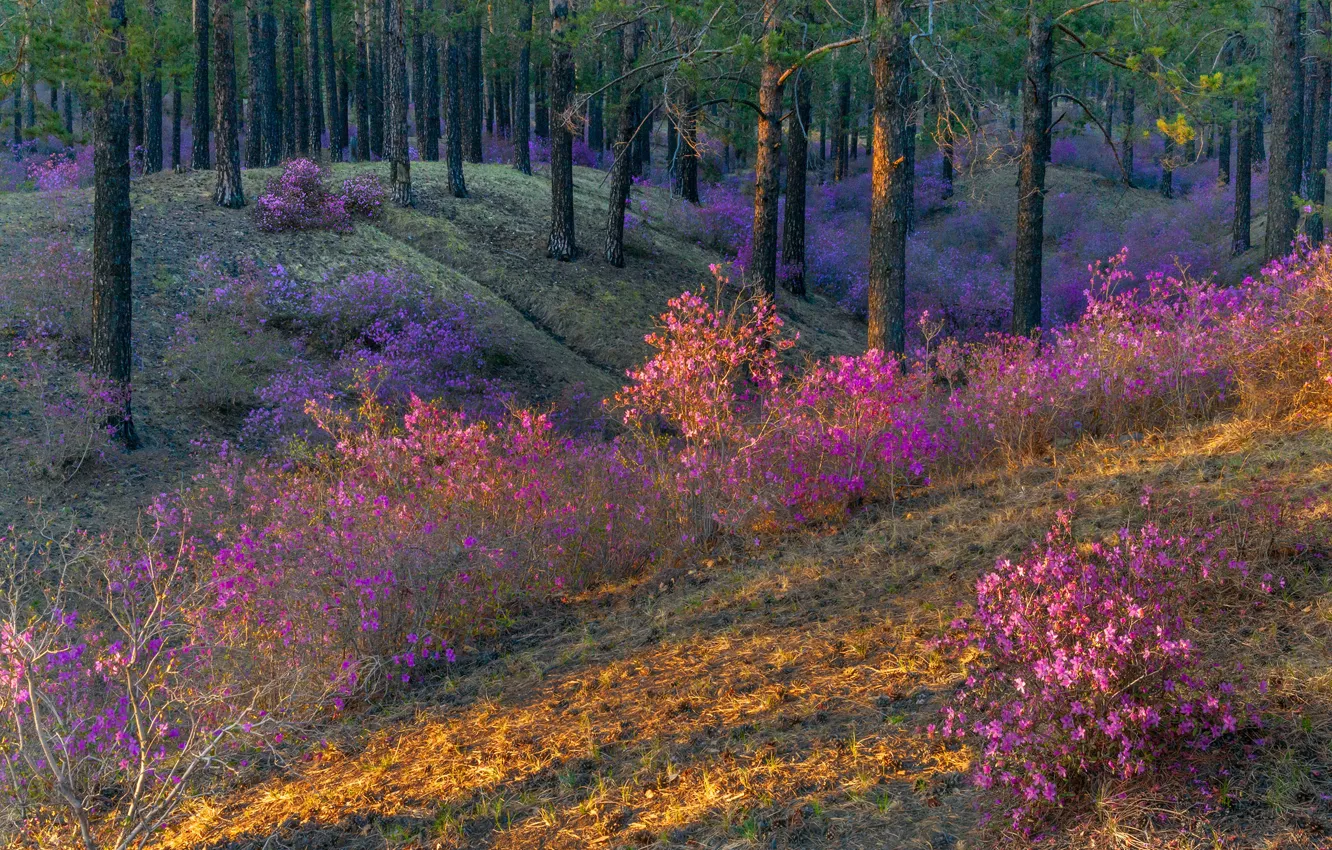Photo wallpaper forest, trees, landscape, sunset, nature, spring, pine, flowering