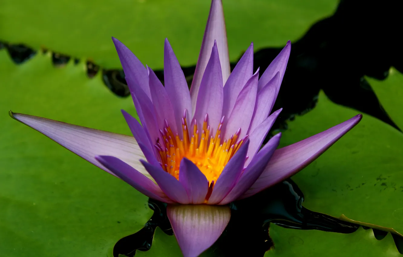 Photo wallpaper macro, macro, water Lily, water lily, Purple flower, Purple flower