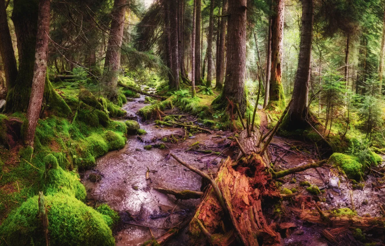 Photo wallpaper forest, trees, nature, moss, path, pine, Alexey Bagaryakov