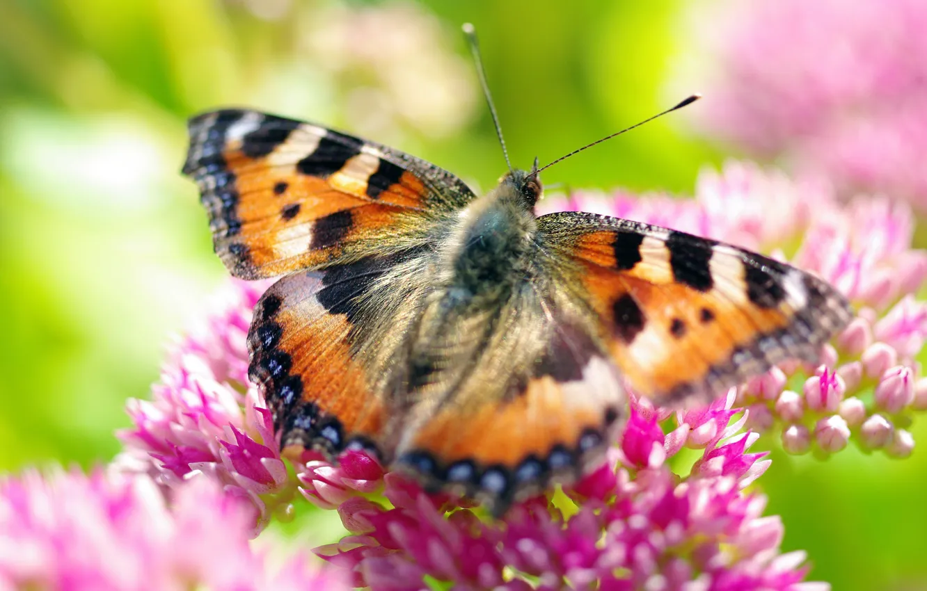 Photo wallpaper macro, flowers, nature, butterfly, plant, petals, insect, September