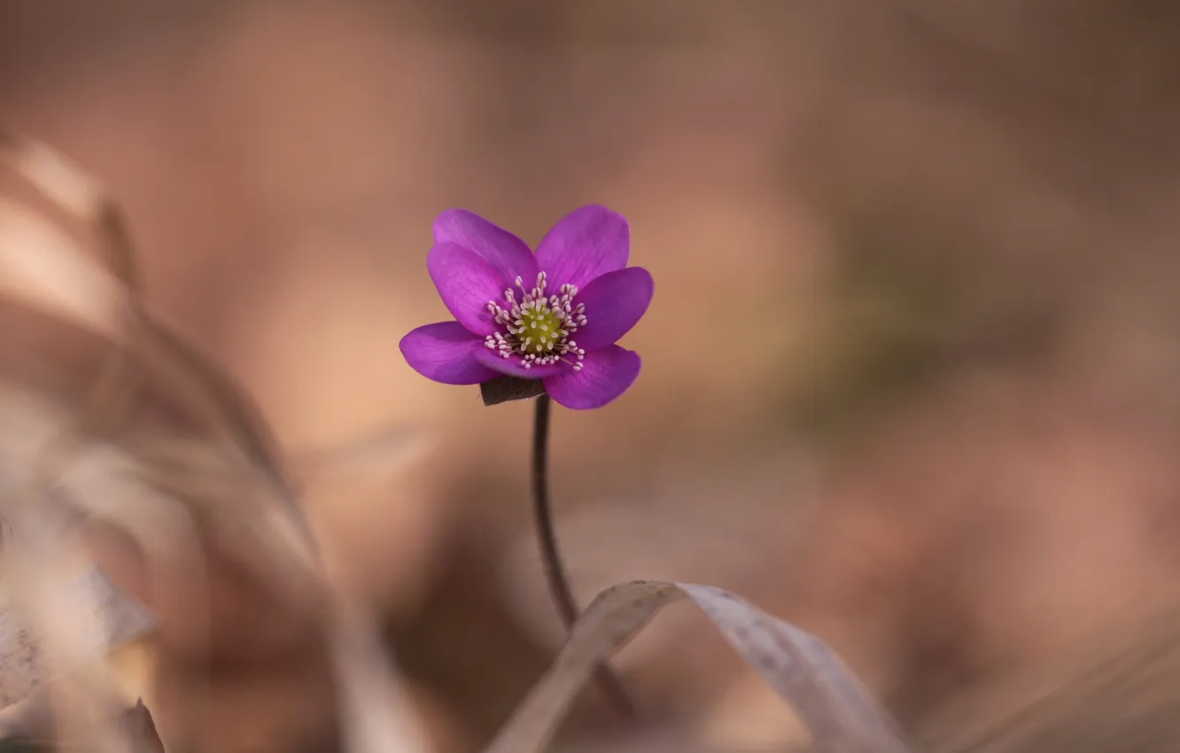 Photo wallpaper flowers, nature, spring