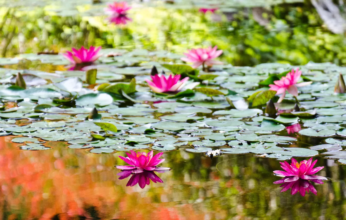 Photo wallpaper water, flowers, lake, water lilies, water, flowers, lake, water lilies