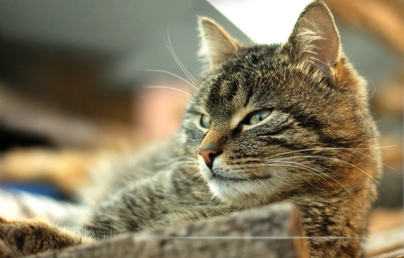 Photo wallpaper cat, cat, look, looks, Kote