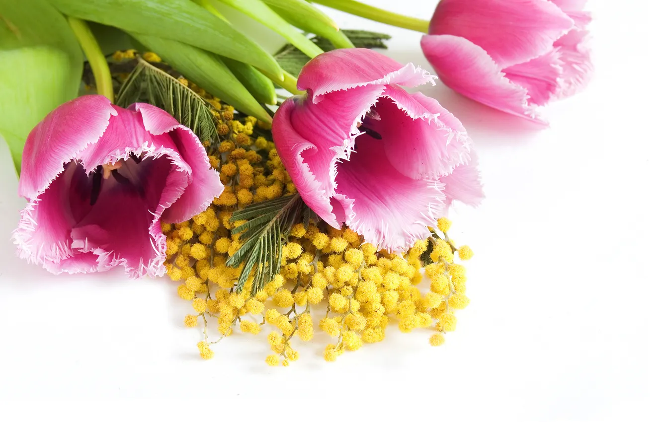 Photo wallpaper yellow, tulips, pink, closeup, Mimosa
