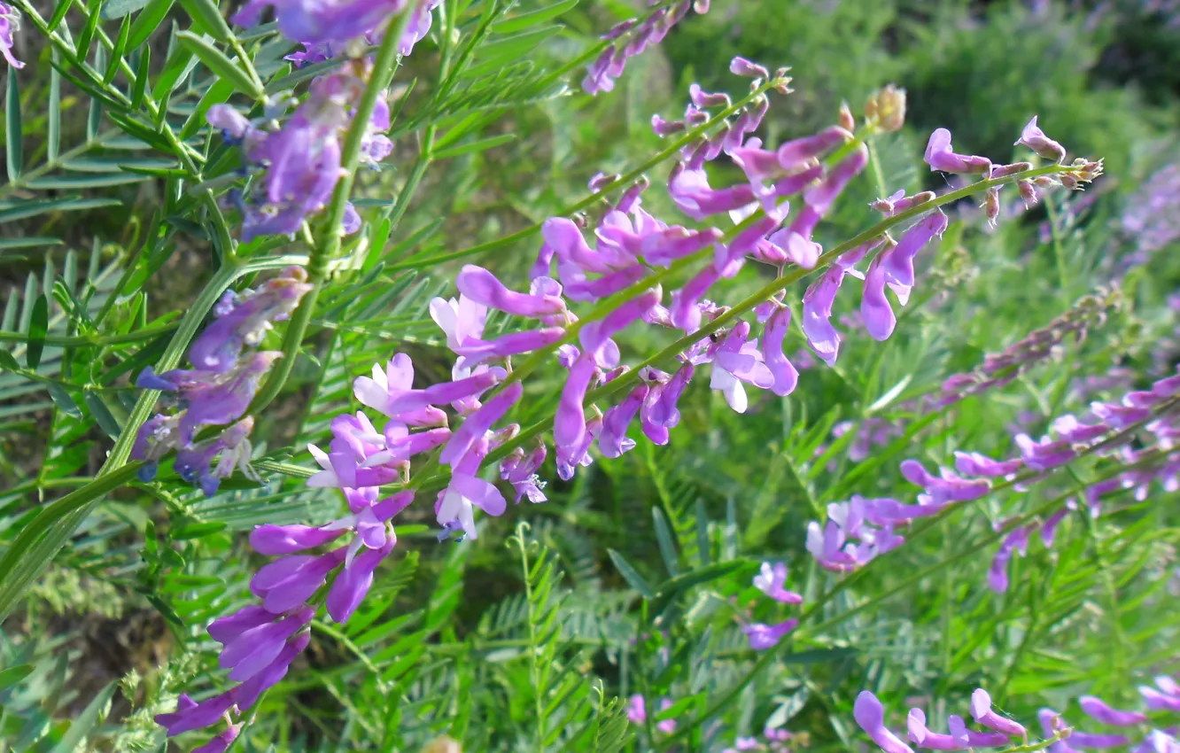 Photo wallpaper purple, summer, flowers, nature, field