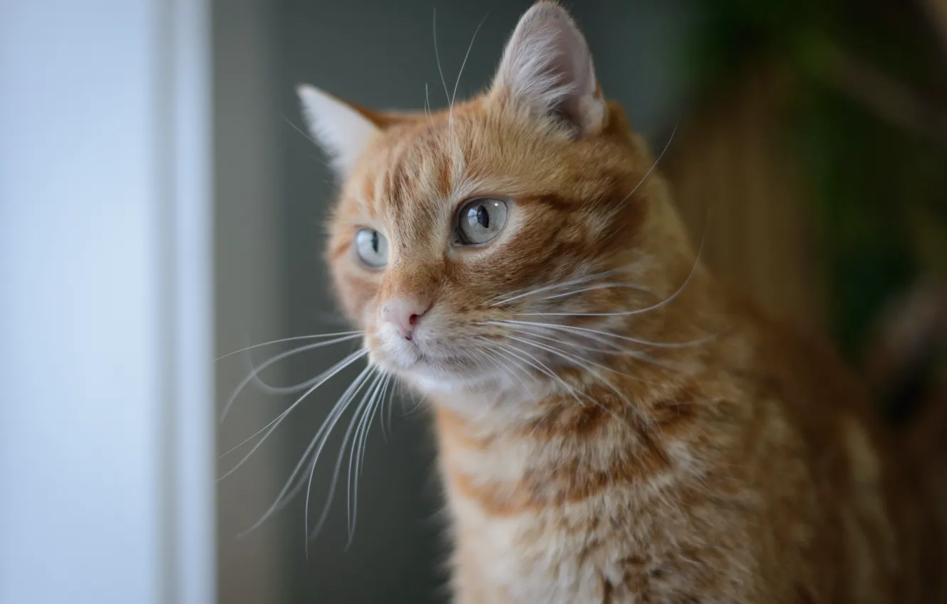 Photo wallpaper windows, cat, feline