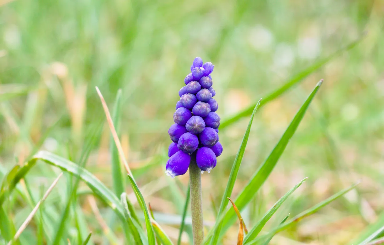 Photo wallpaper flower, spring, Grape Hyacinths