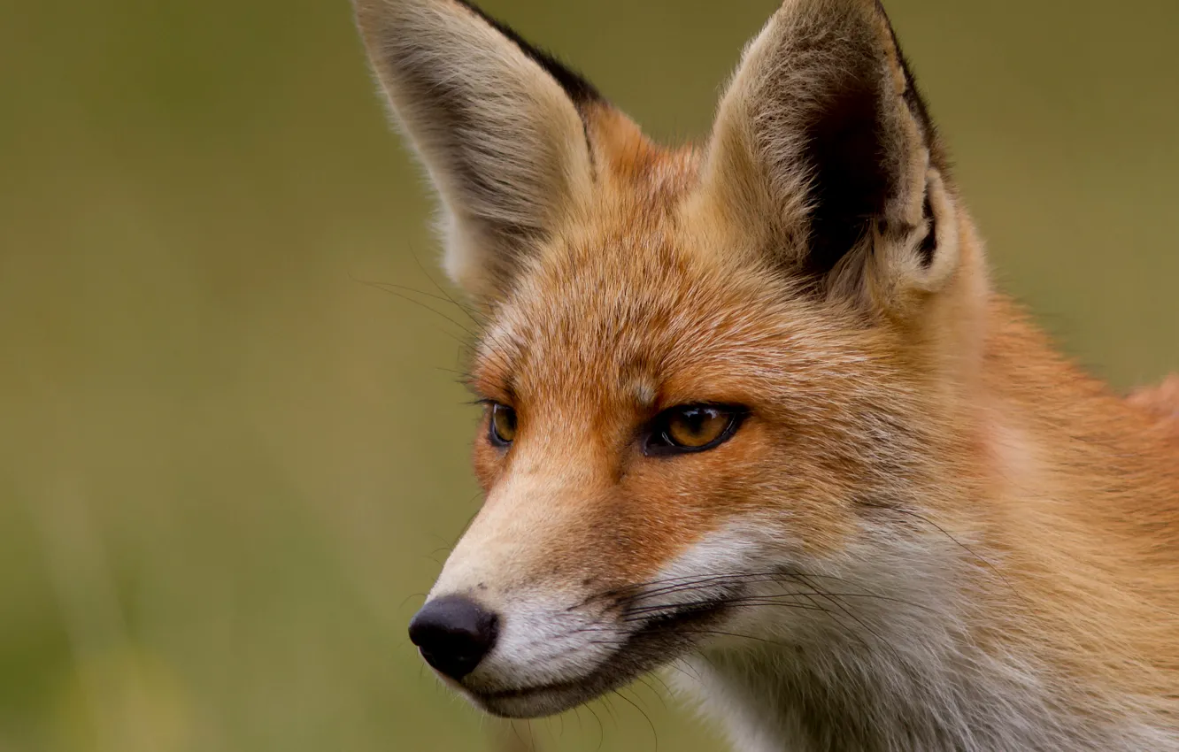 Photo wallpaper look, muzzle, Fox, red, fox, Fox