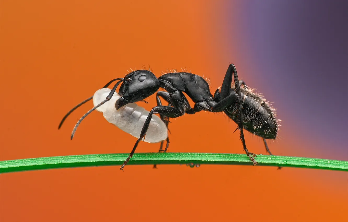 Photo wallpaper ant, insect, a blade of grass, bokeh, the larva, Ant, Ganev Tsvetan