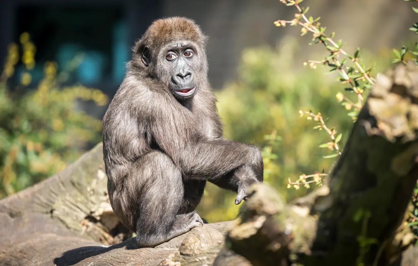 Photo wallpaper monkey, zoo, Gorilla