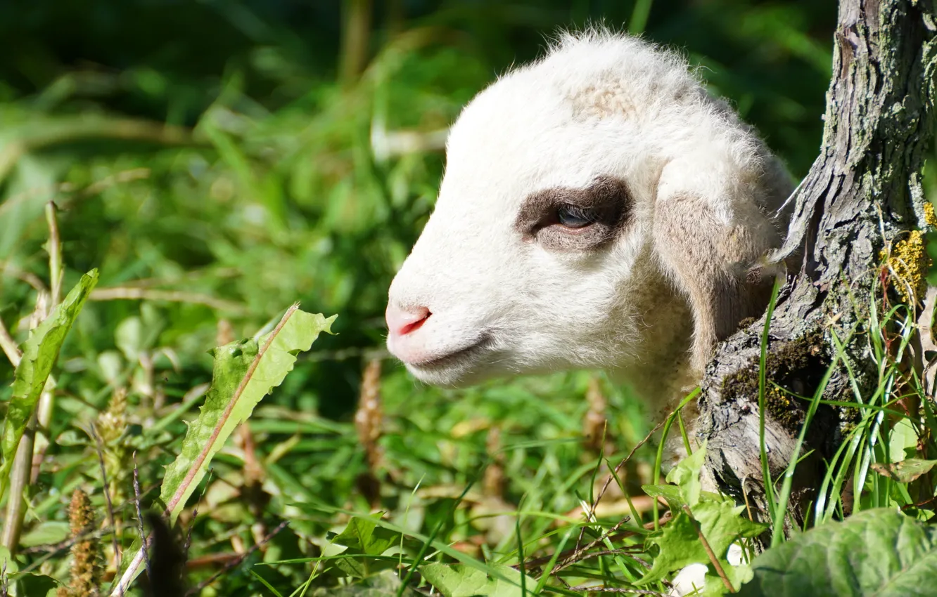Photo wallpaper grass, sheep, sheep, lamb