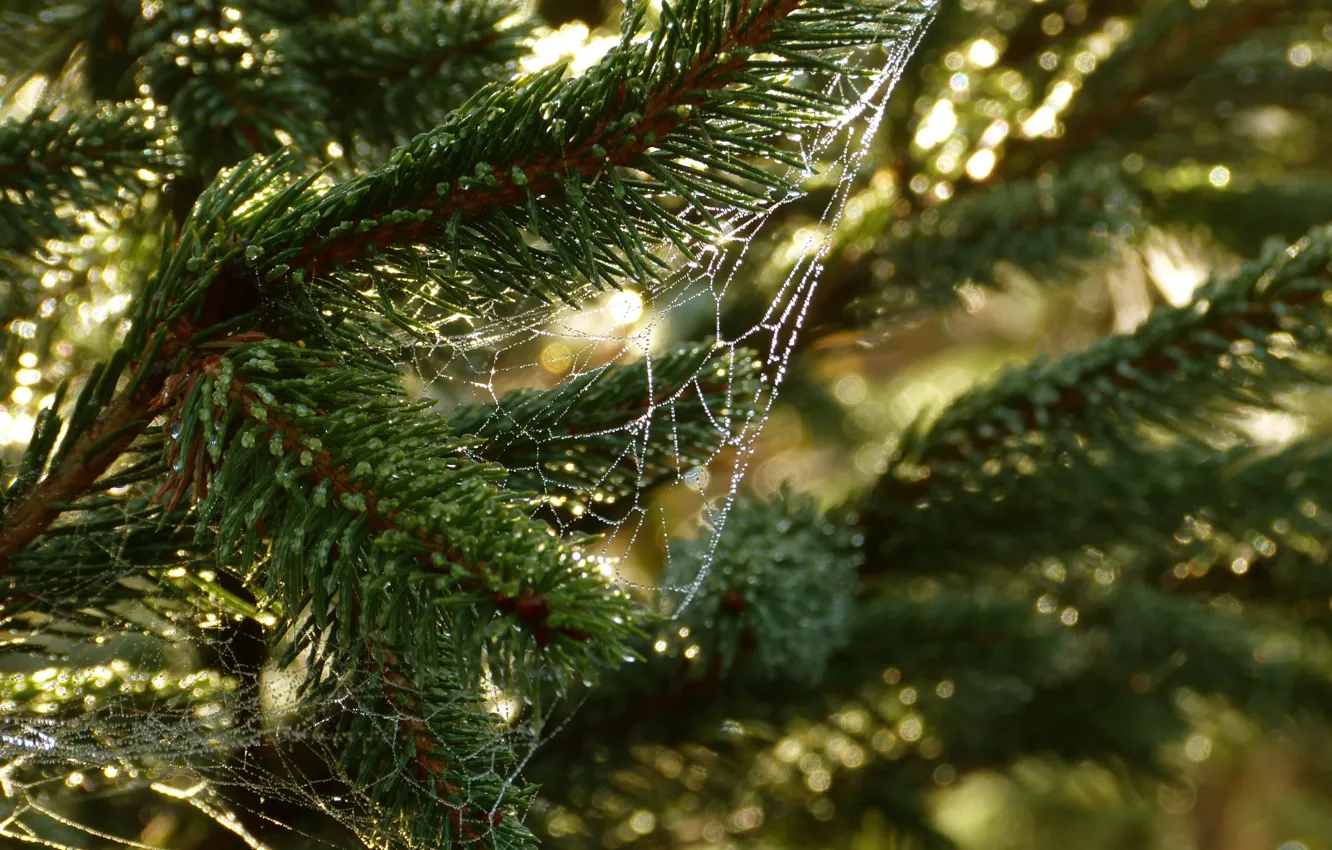 Photo wallpaper drops, light, branches, nature, web, needles, pine, coniferous