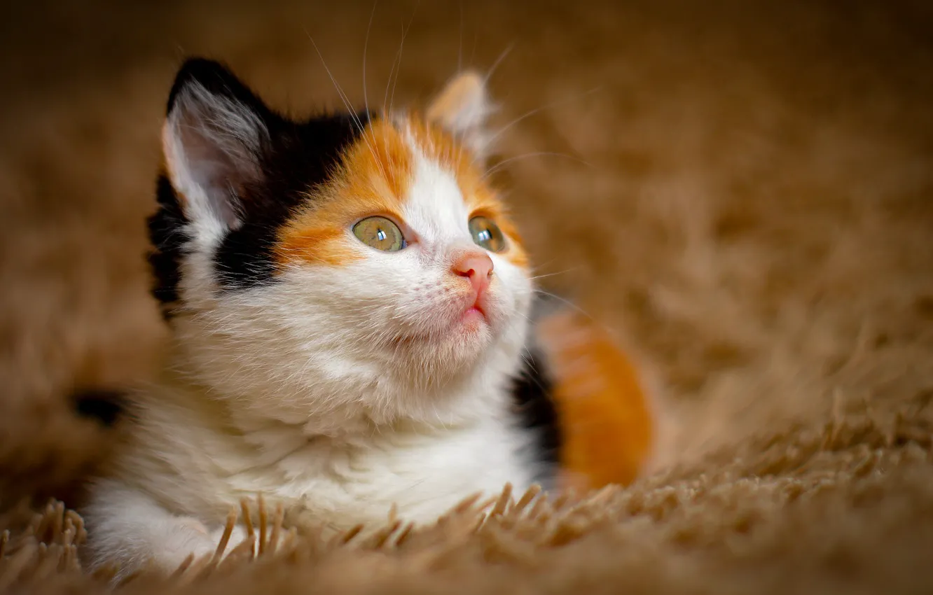 Photo wallpaper cat, look, lies, fur, red, kitty, face, spotted
