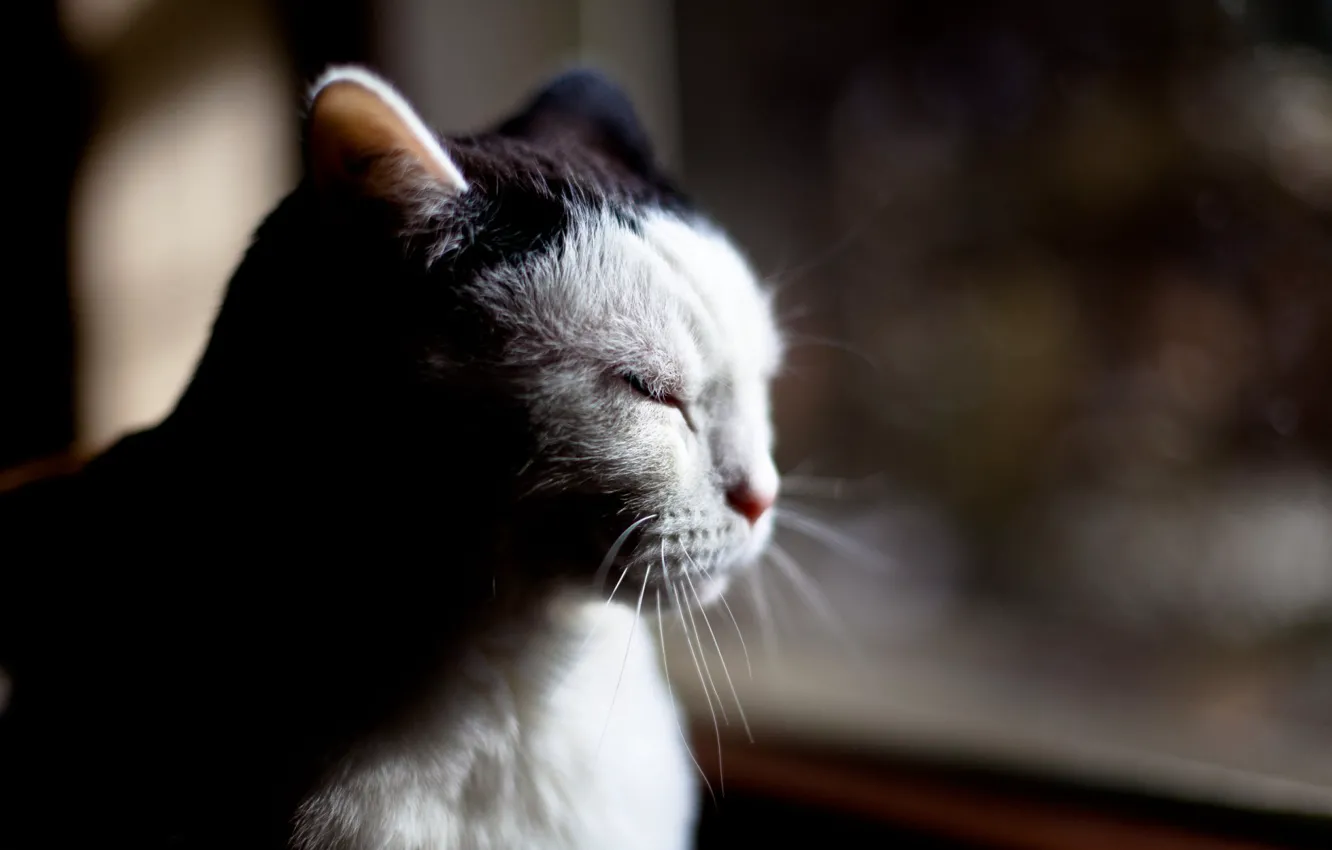 Photo wallpaper cat, sitting, thinking