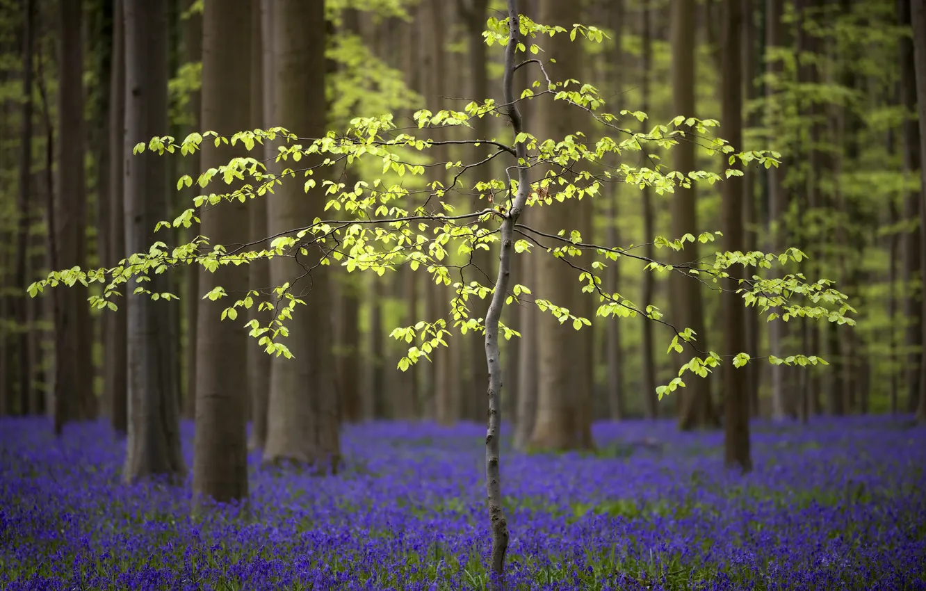 Photo wallpaper forest, trees, spring