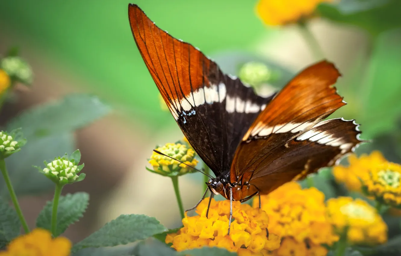 Photo wallpaper macro, flowers, nature, butterfly, plant, insect, brown, bokeh