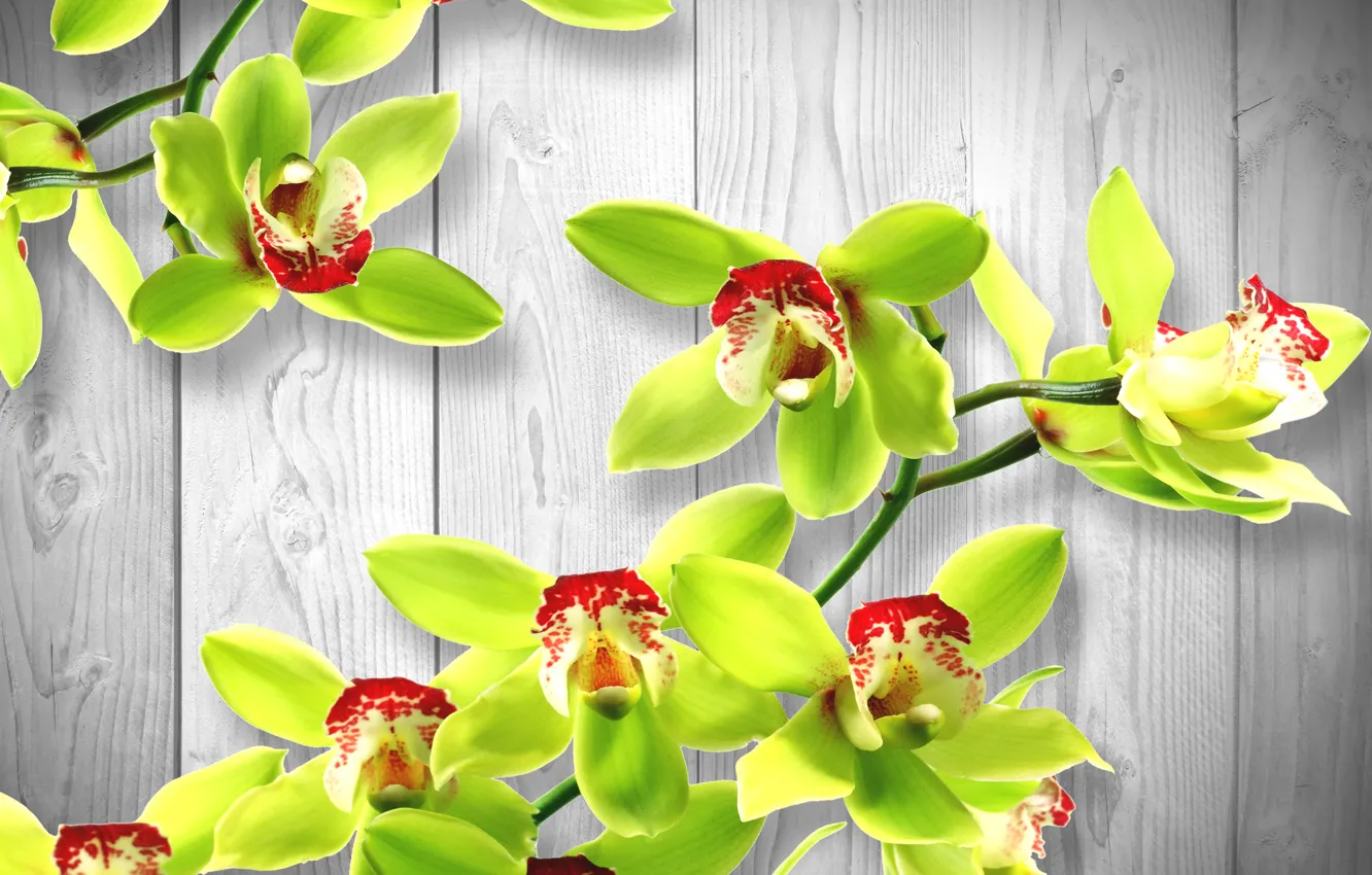 Photo wallpaper trees, flowers, green, shadow, Orchid