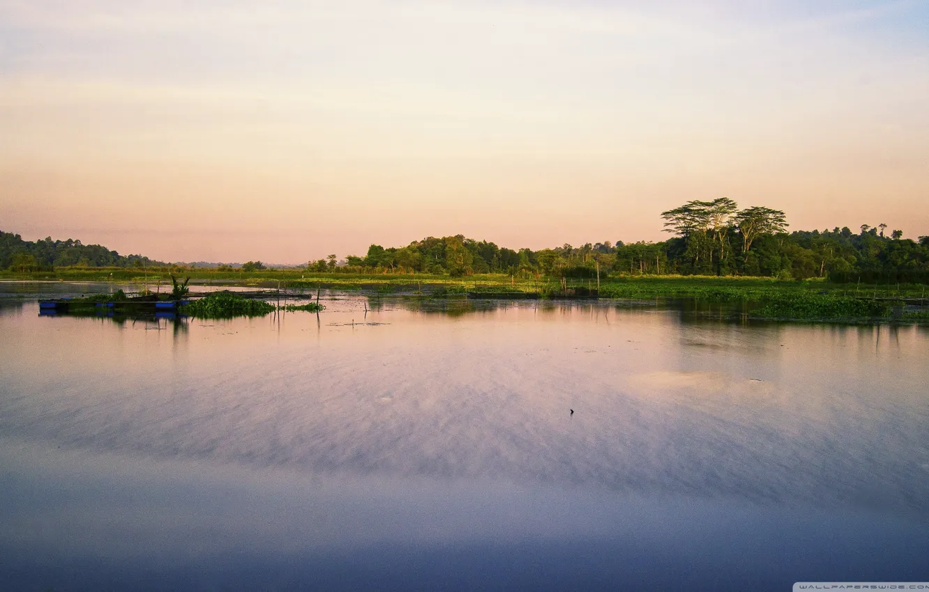 Photo wallpaper water, trees, algae, lake