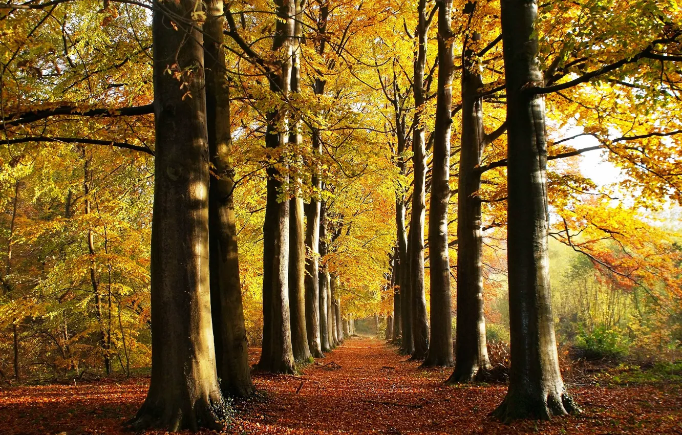 Photo wallpaper autumn, Park, alley