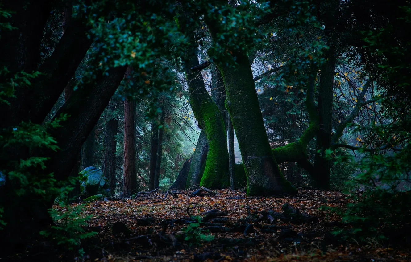 Photo wallpaper forest, trees, nature