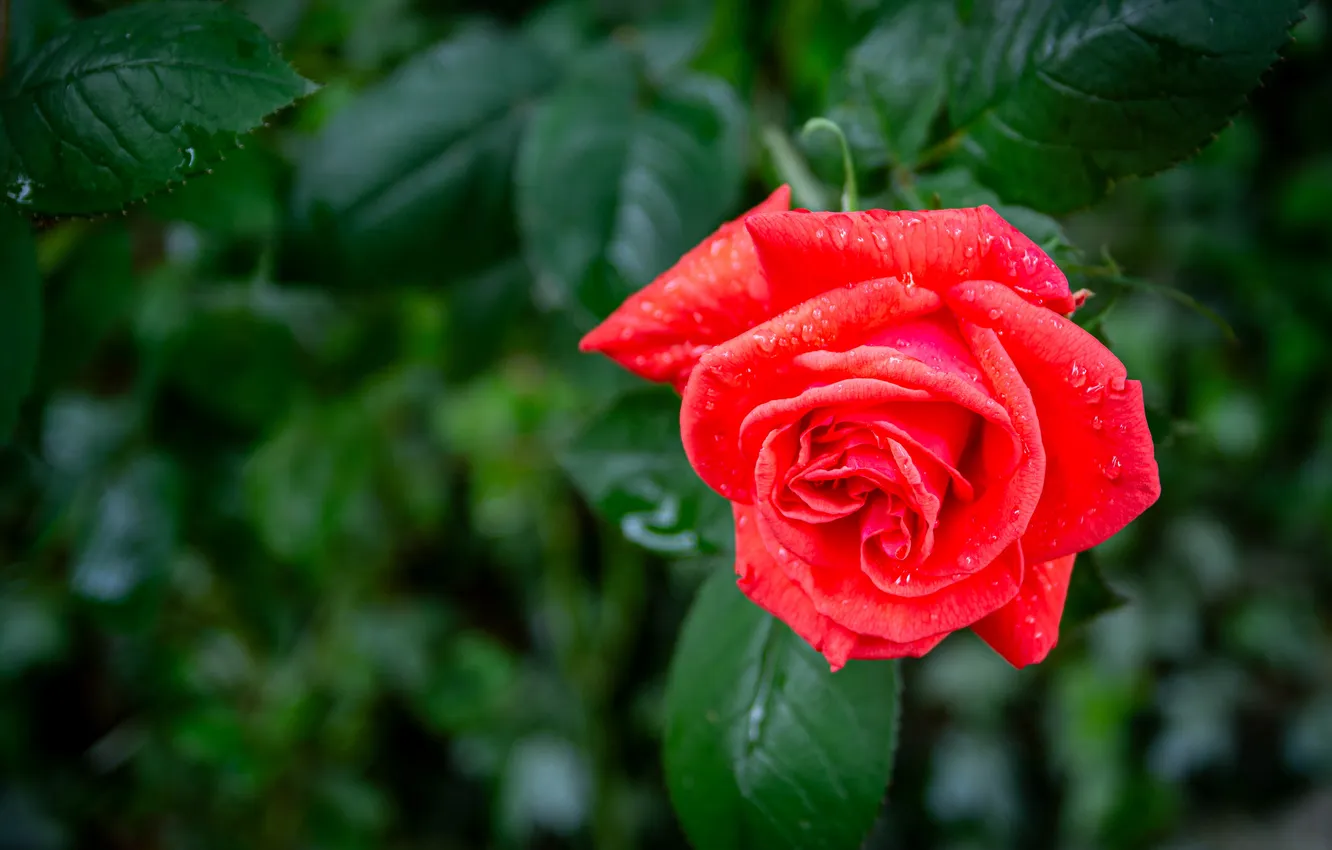 Photo wallpaper leaves, drops, roses, scarlet