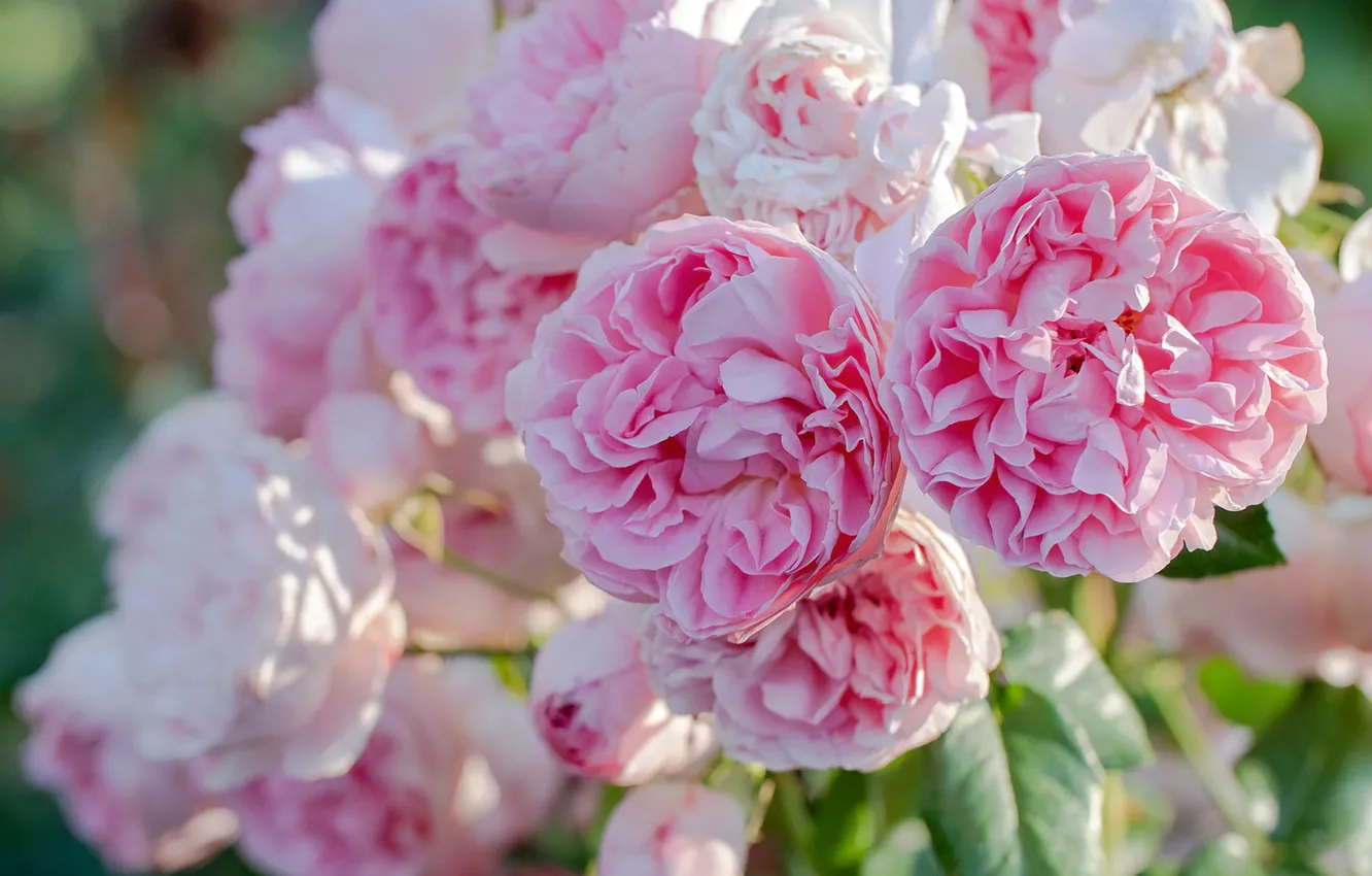 Photo wallpaper macro, roses, pink, buds