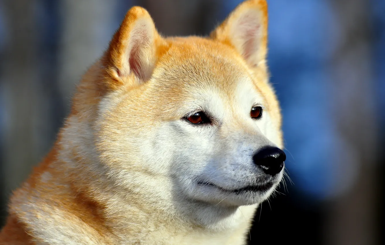 Photo wallpaper look, each, dog