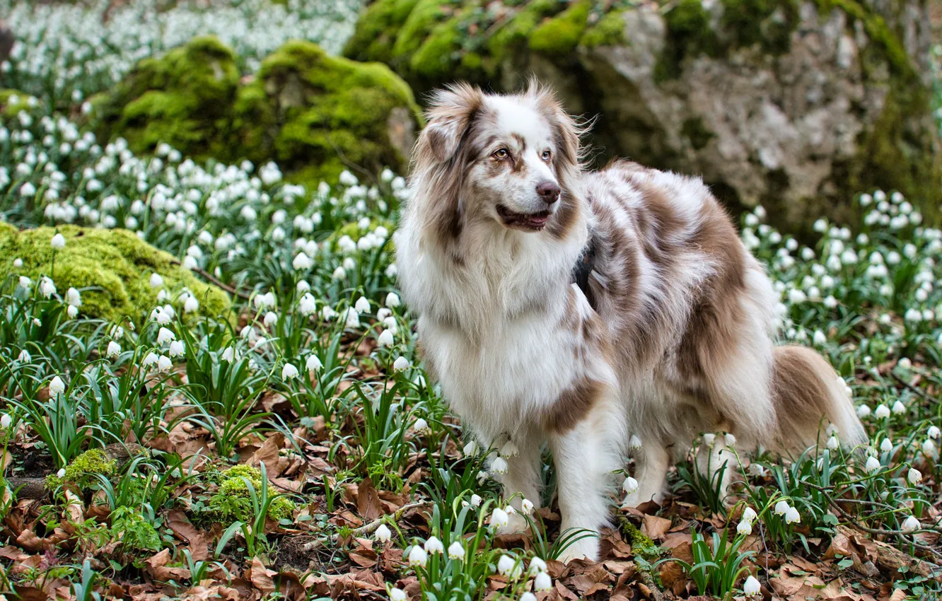 Photo wallpaper look, face, leaves, flowers, nature, pose, stones, glade