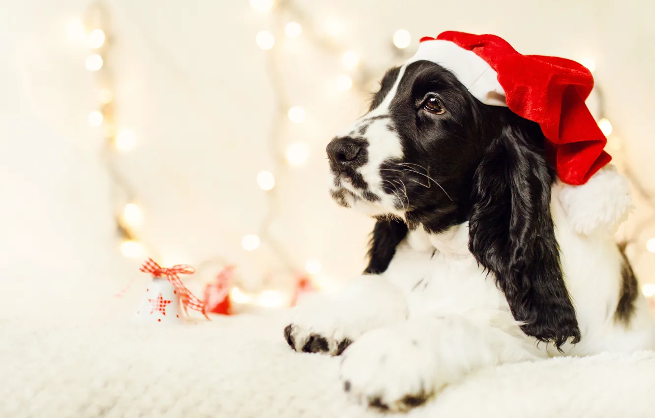 Photo wallpaper face, holiday, black and white, portrait, dog, Christmas, New year, lies