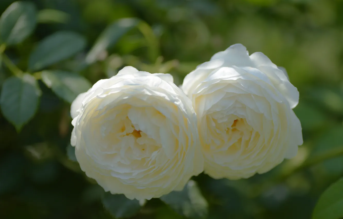 Photo wallpaper leaves, flowers, two, roses, white, Duo, bokeh, lush