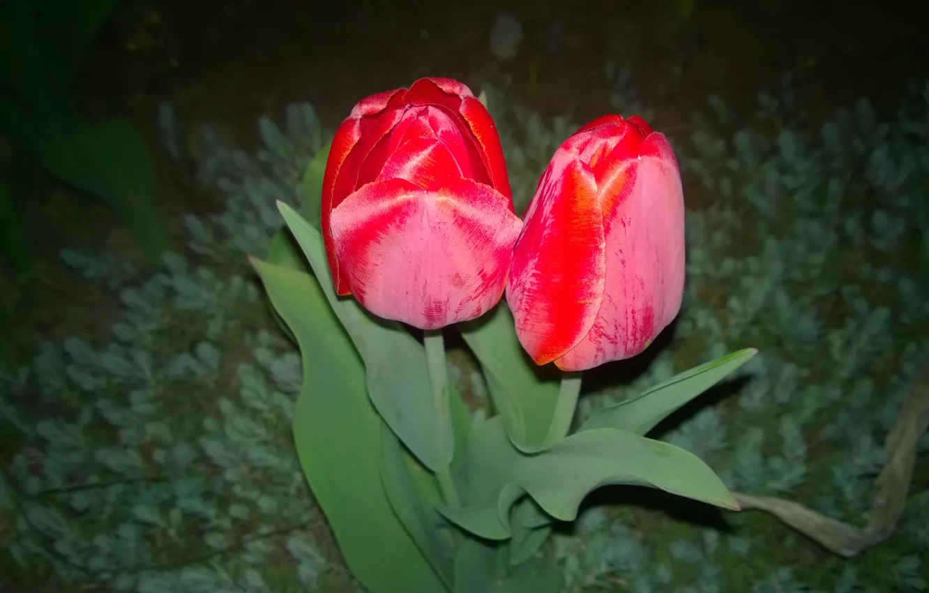 Photo wallpaper night, red, tulips
