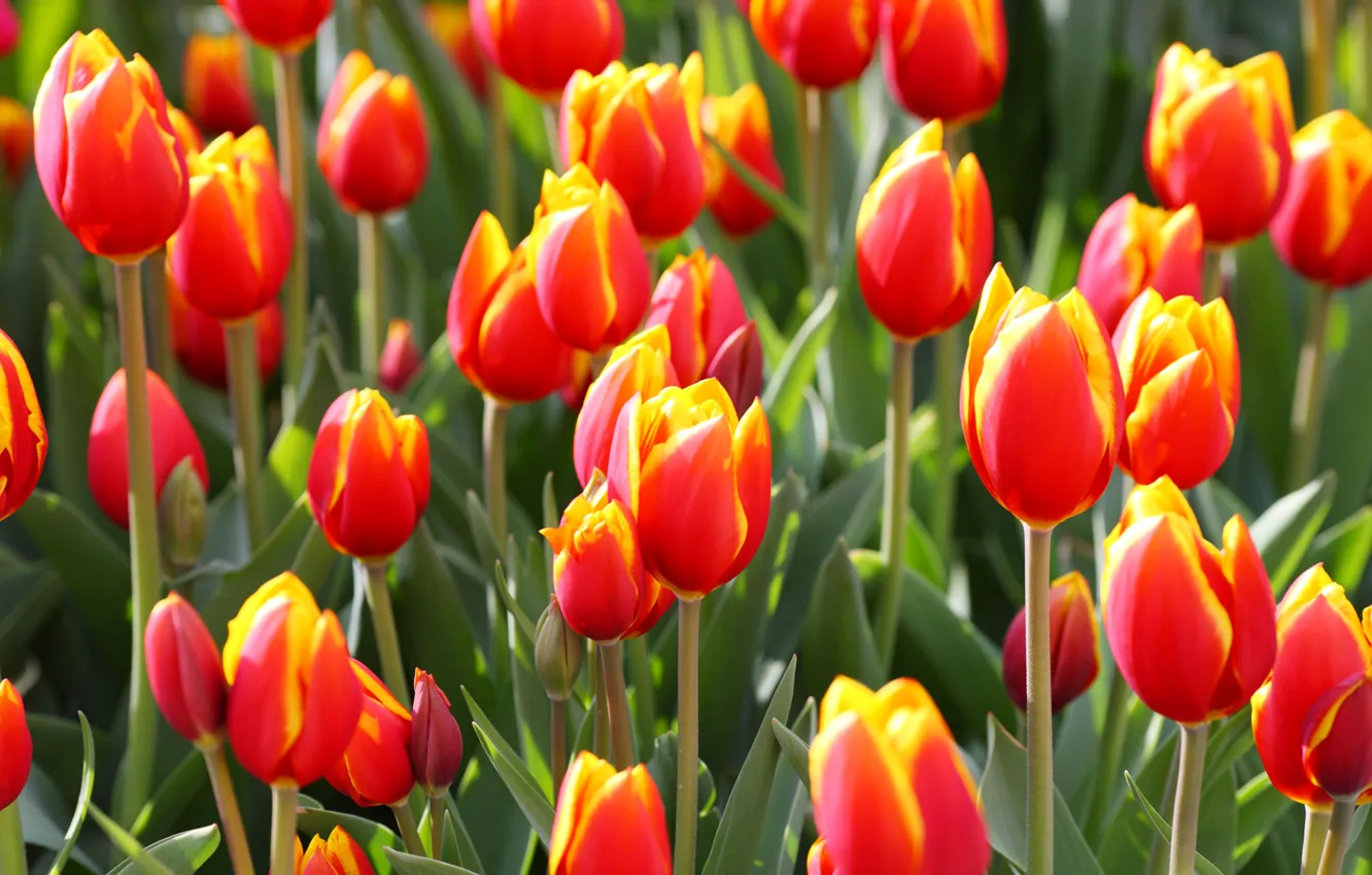 Photo wallpaper petals, garden, meadow, tulips, flowerbed