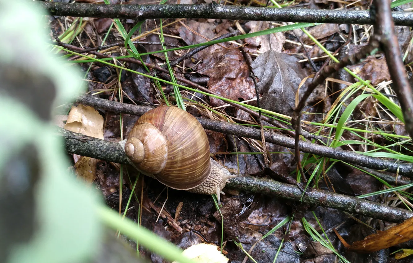 Photo wallpaper nature, snail, morning