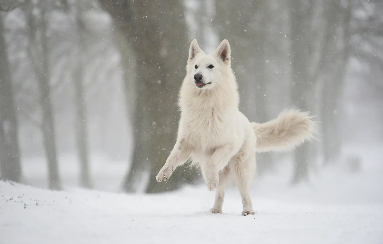 Photo wallpaper winter, forest, snow, jump, dog, snowfall, Swiss shepherd dog