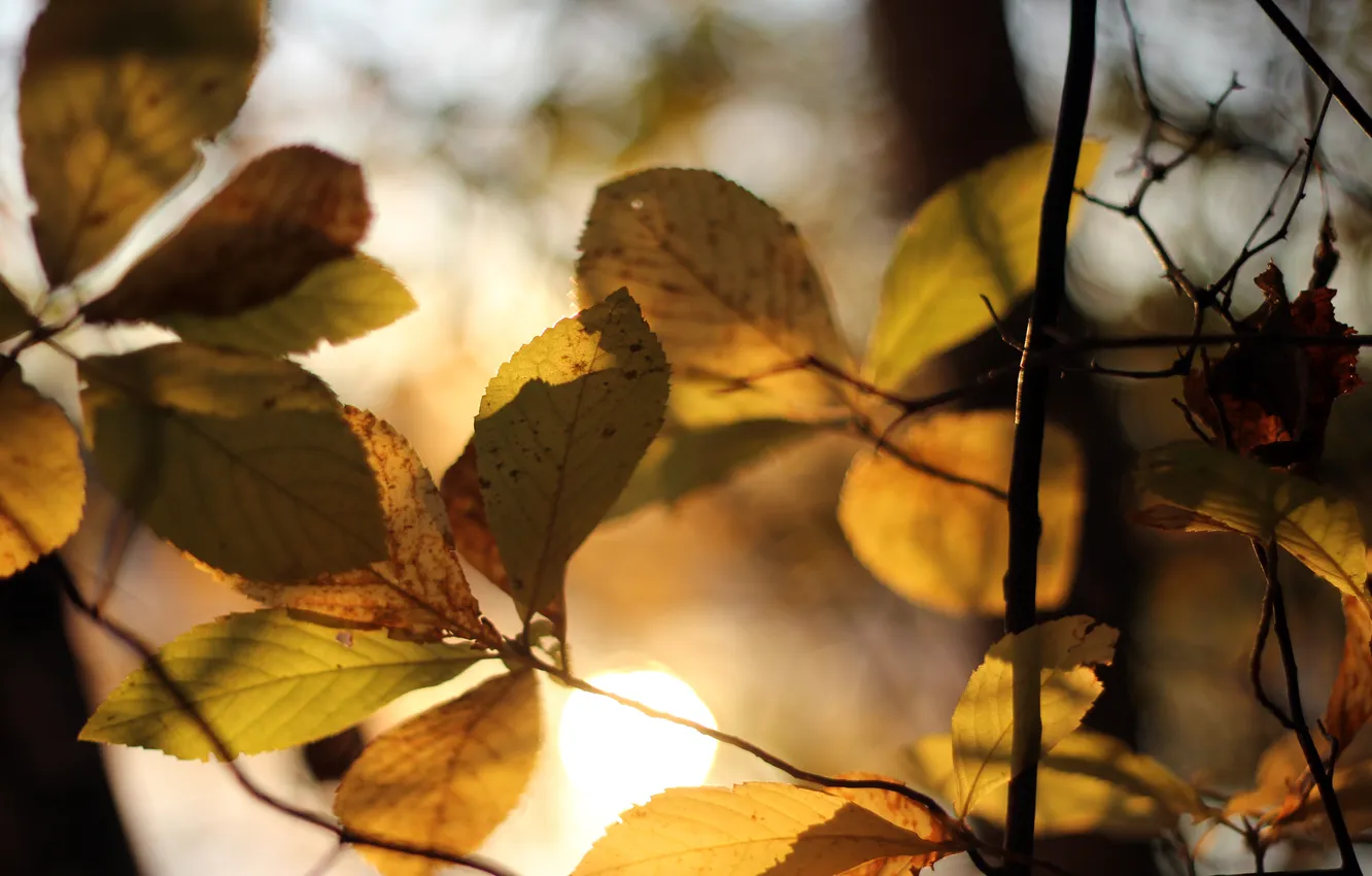 Photo wallpaper autumn, leaves, the sun, macro, light, trees, branches, yellow