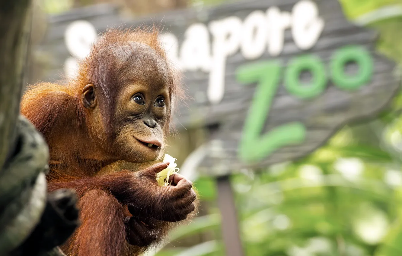 Photo wallpaper background, monkey, zoo