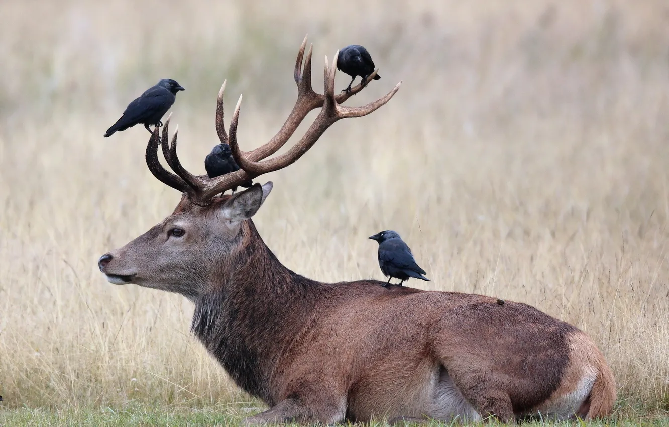 Photo wallpaper nature, bird, deer
