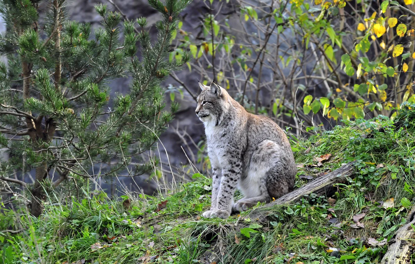 Photo wallpaper cat, grass, nature, tree, foliage, hill, profile, lynx