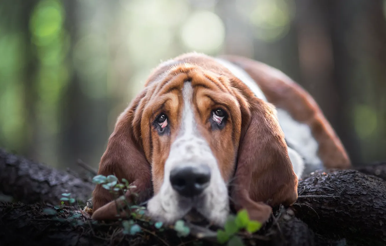 Photo wallpaper look, face, dog, nose, log, The Basset hound
