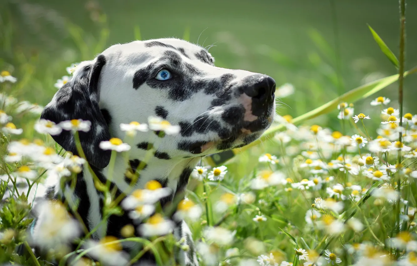 Photo wallpaper summer, grass, face, the sun, flowers, chamomile, bokeh, Dalmatian
